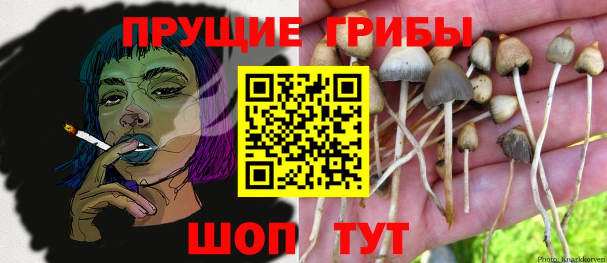 Северобайкальск  Галлюциногенные грибы Psilocybe  Вход с VPN 